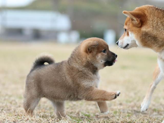 AI5I4901-puppy AI5I4901-puppy