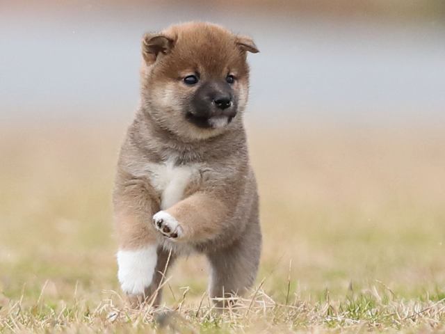 AI5I4984-puppy AI5I4984-puppy