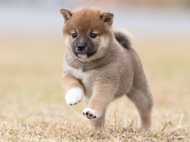 AI5I5013-puppy AI5I5013-puppy