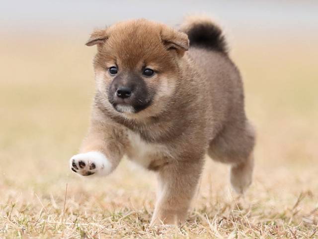 AI5I5014-puppy AI5I5014-puppy