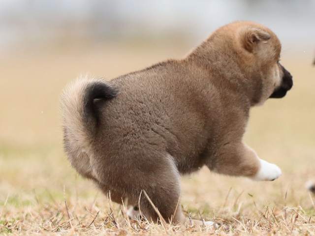 AI5I5028-puppy AI5I5028-puppy