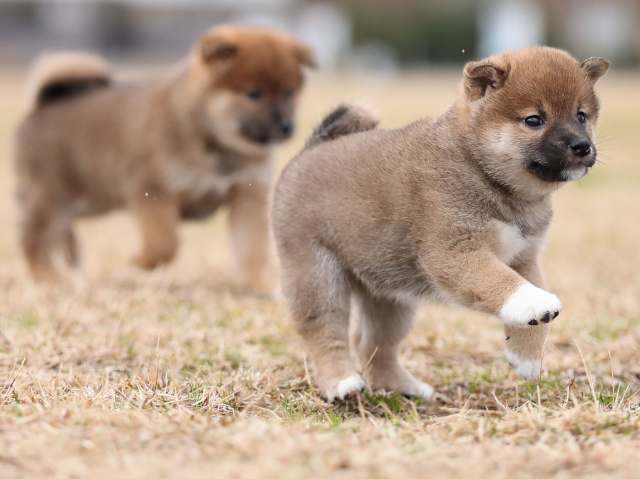AI5I5049-puppy AI5I5049-puppy
