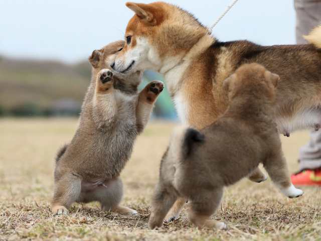 AI5I5062-puppy AI5I5062-puppy
