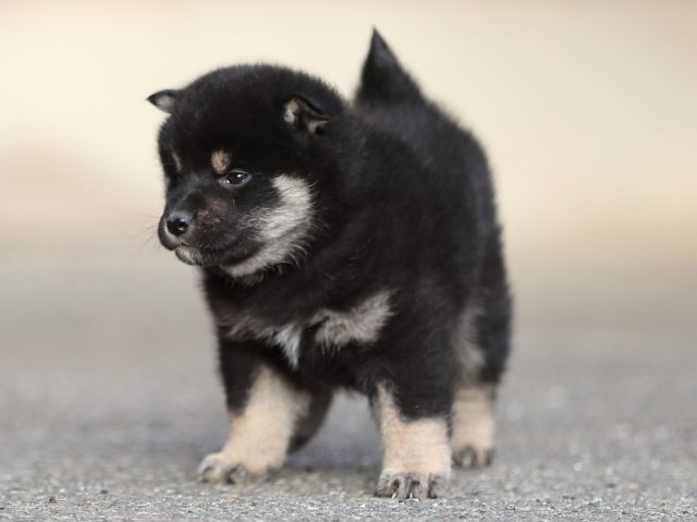AI5I5388-puppy AI5I5388-puppy