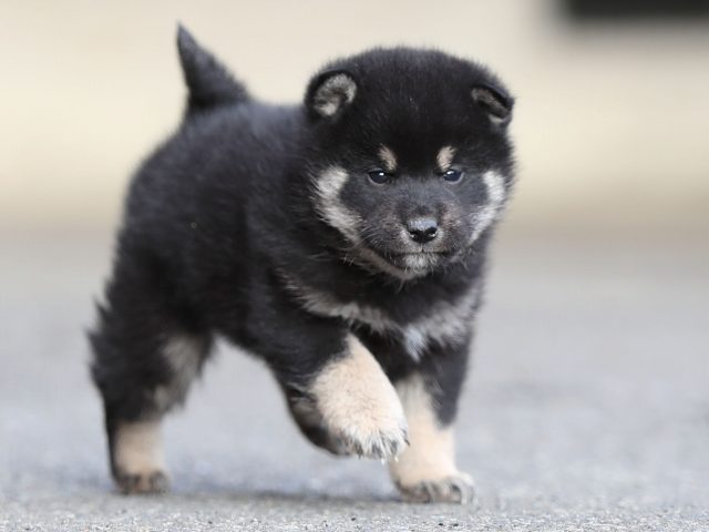 AI5I5410-puppy AI5I5410-puppy
