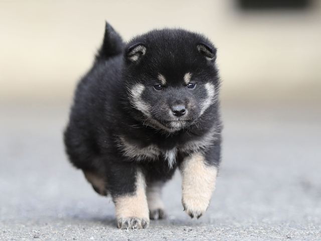 AI5I5412-puppy AI5I5412-puppy