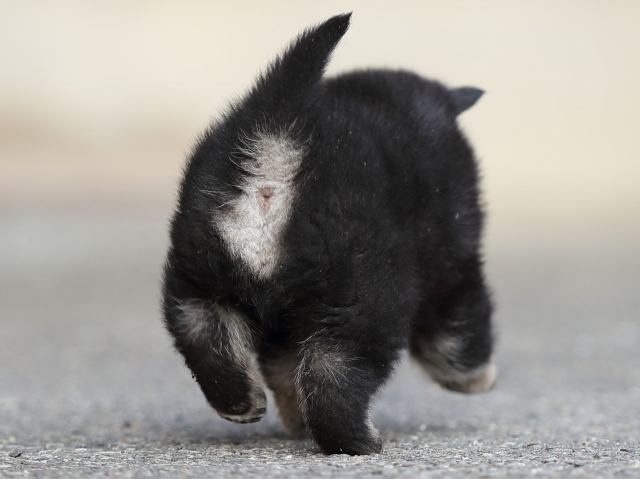 AI5I5446-puppy AI5I5446-puppy