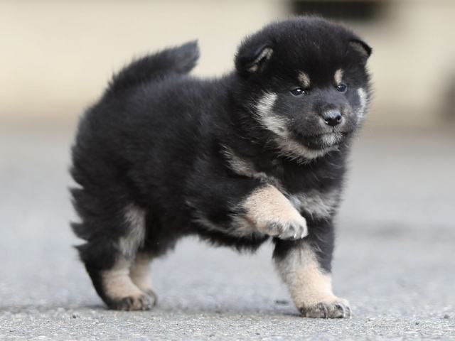 AI5I5504-puppy AI5I5504-puppy