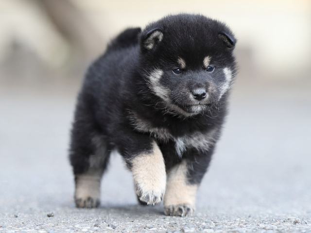 AI5I5540-puppy AI5I5540-puppy