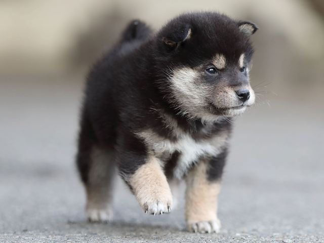 AI5I5557-puppy AI5I5557-puppy