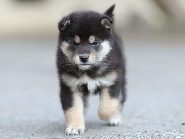 AI5I5574-puppy AI5I5574-puppy