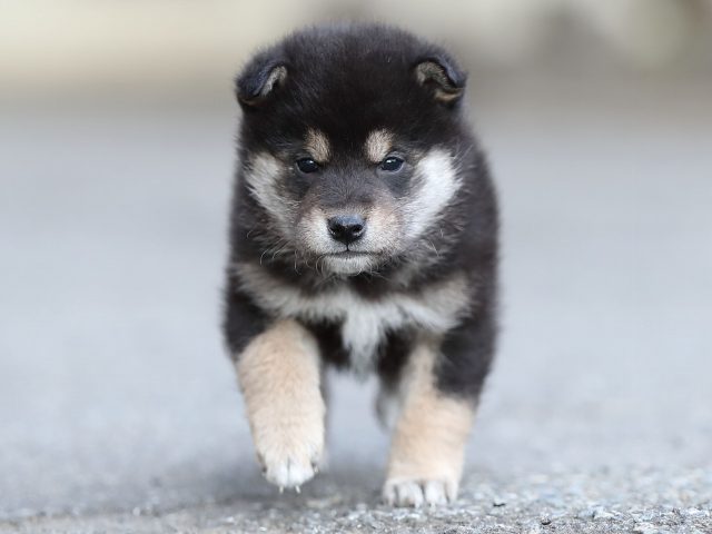 AI5I5577-puppy AI5I5577-puppy