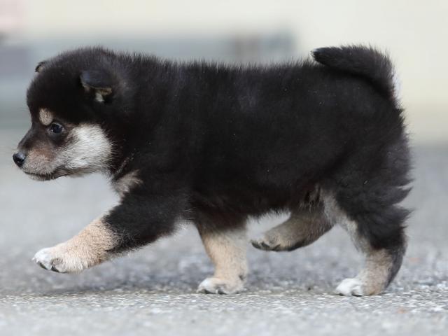 AI5I5641-puppy AI5I5641-puppy