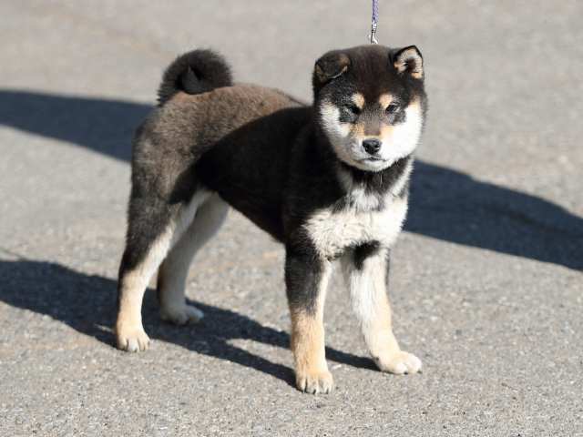 AI5I5667-puppy AI5I5667-puppy