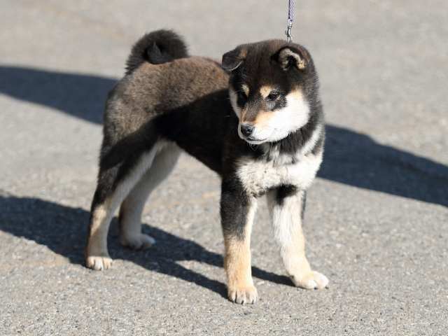 AI5I5678-puppy AI5I5678-puppy