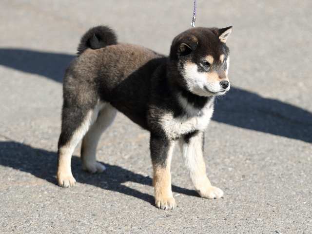 AI5I5684-puppy AI5I5684-puppy