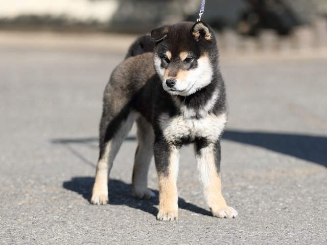 AI5I5687-puppy AI5I5687-puppy