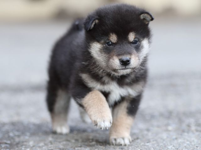 AI5I5700-puppy AI5I5700-puppy