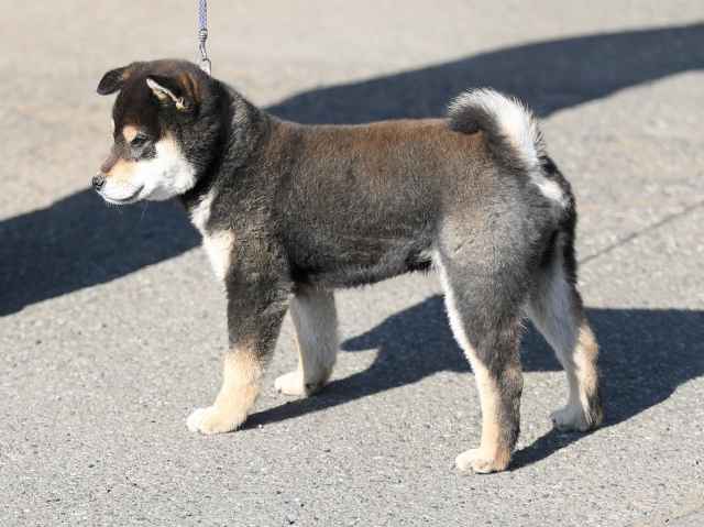 AI5I5709-puppy AI5I5709-puppy