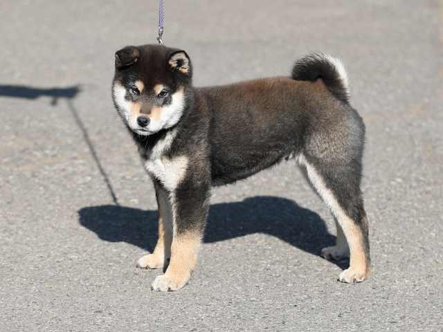 AI5I5712-puppy AI5I5712-puppy