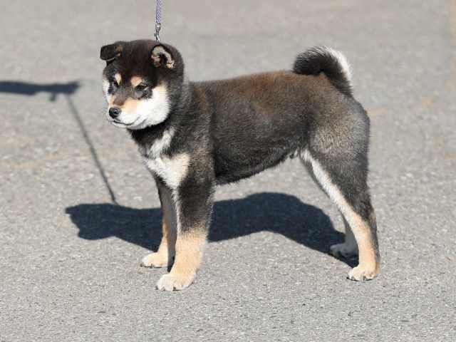 AI5I5715-puppy AI5I5715-puppy
