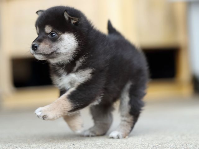 AI5I5744-puppy AI5I5744-puppy