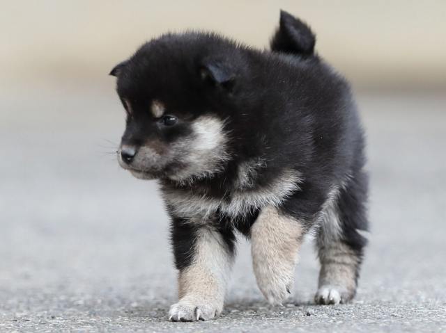 AI5I5762-puppy AI5I5762-puppy