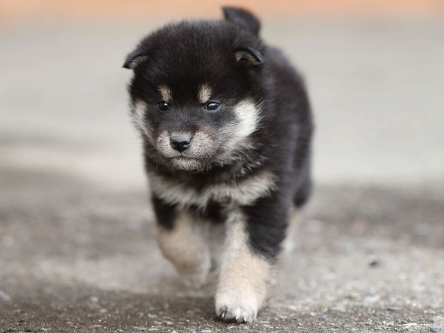 AI5I5778-puppy AI5I5778-puppy