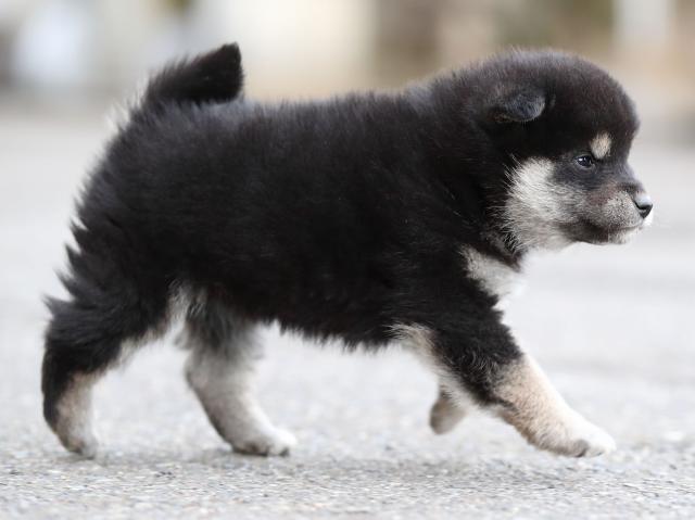 AI5I5827-puppy AI5I5827-puppy