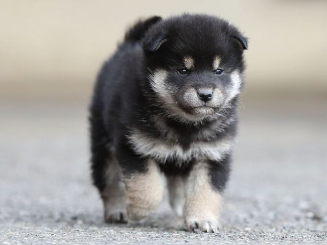 AI5I5844-puppy AI5I5844-puppy