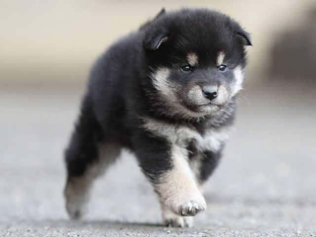 AI5I5855-puppy AI5I5855-puppy