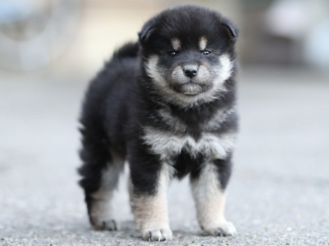 AI5I5906-puppy AI5I5906-puppy