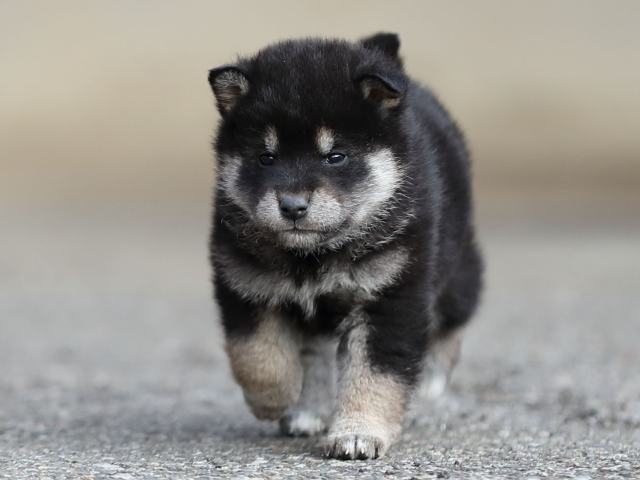 AI5I5916-puppy AI5I5916-puppy