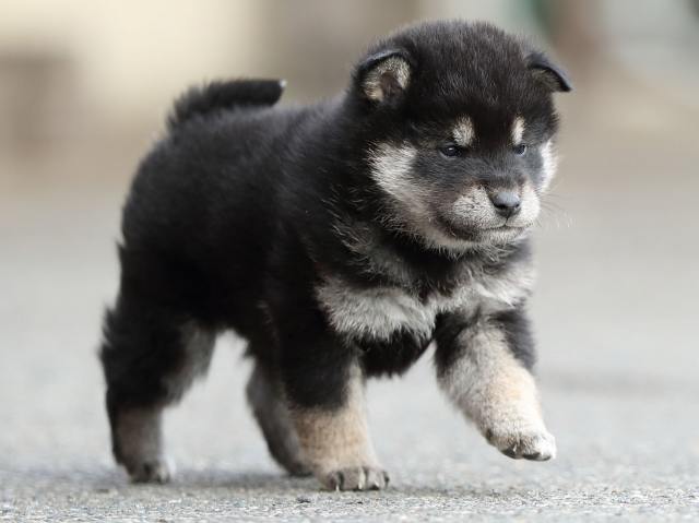 AI5I5976-puppy AI5I5976-puppy