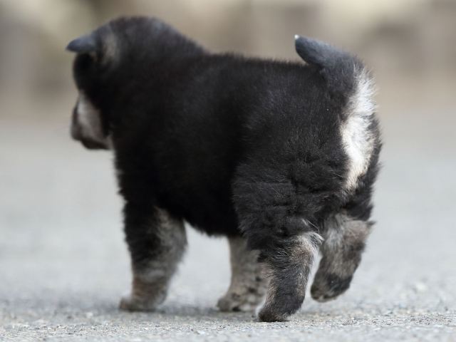AI5I6017-puppy AI5I6017-puppy