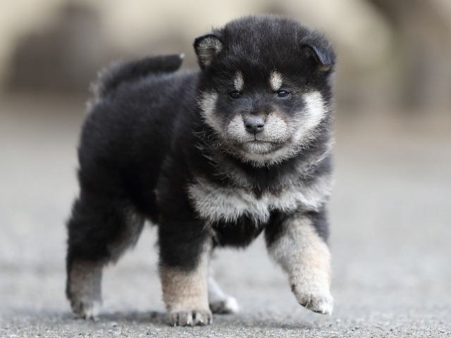 AI5I6038-puppy AI5I6038-puppy