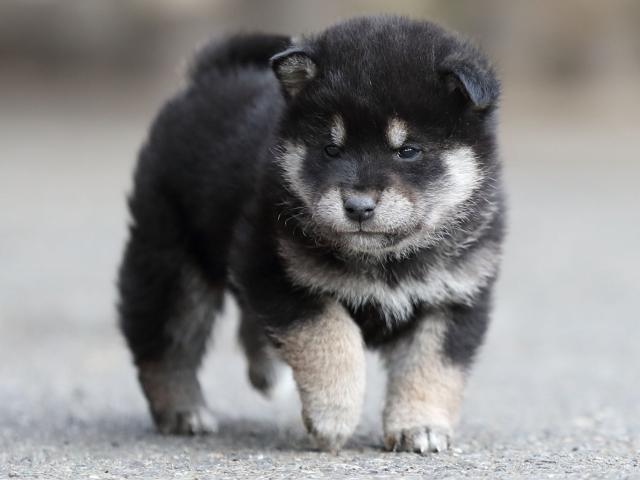 AI5I6044-puppy AI5I6044-puppy