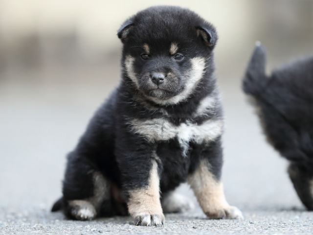 AI5I6105-puppy AI5I6105-puppy