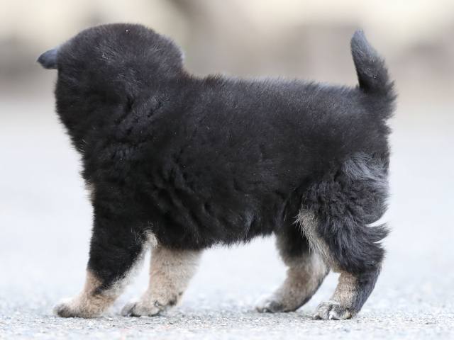 AI5I6120-puppy AI5I6120-puppy