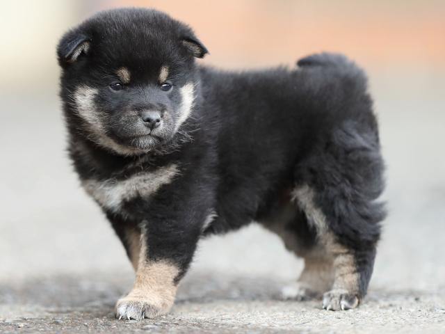 AI5I6155-puppy AI5I6155-puppy