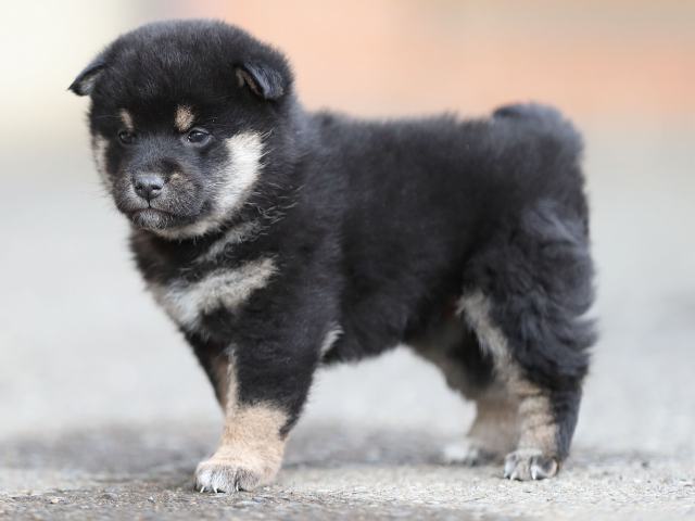 AI5I6164-puppy AI5I6164-puppy