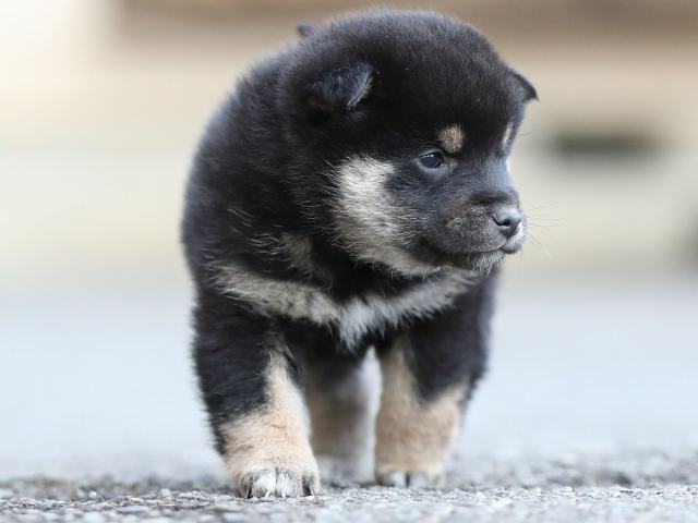 AI5I6223-puppy AI5I6223-puppy