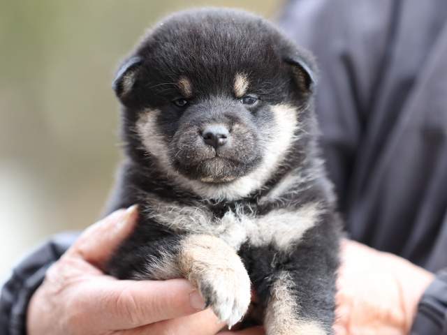 AI5I6238-puppy AI5I6238-puppy