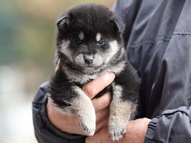 AI5I6246-puppy AI5I6246-puppy
