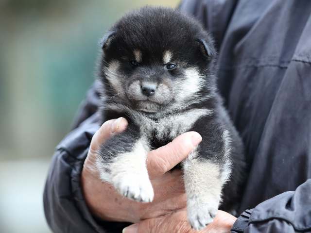 AI5I6251-puppy AI5I6251-puppy