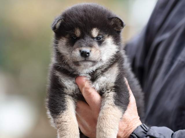 AI5I6256-puppy AI5I6256-puppy