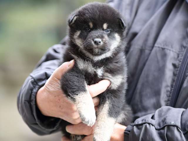 AI5I6263-puppy AI5I6263-puppy