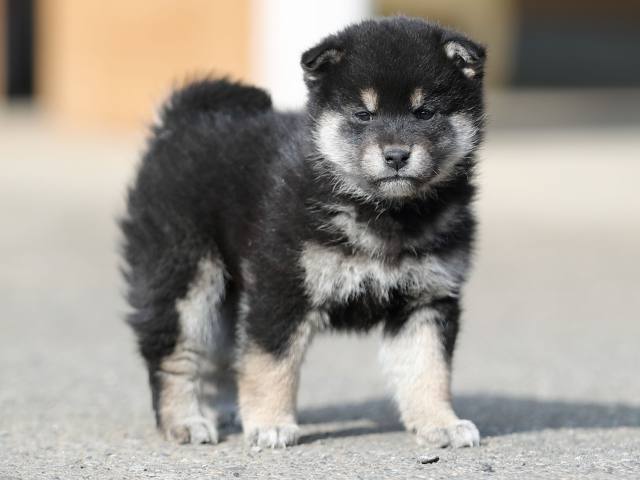 AI5I6522-puppy AI5I6522-puppy