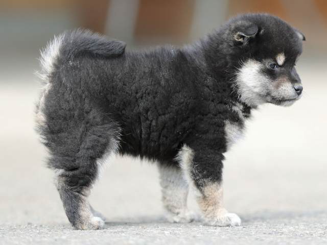 AI5I6530-puppy AI5I6530-puppy
