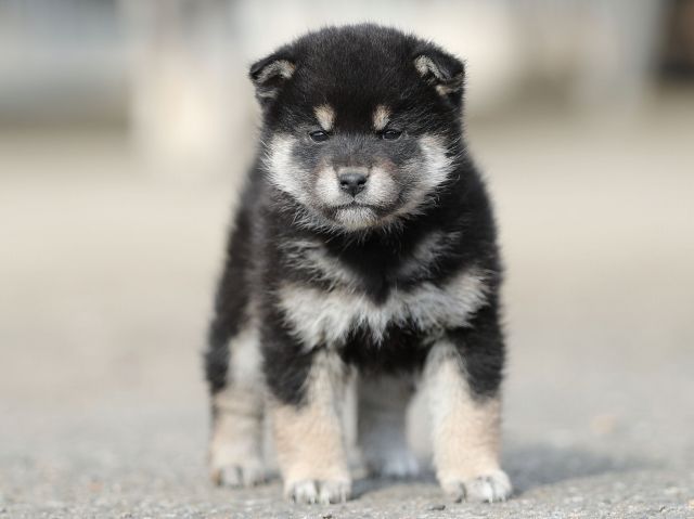 AI5I6557-puppy AI5I6557-puppy